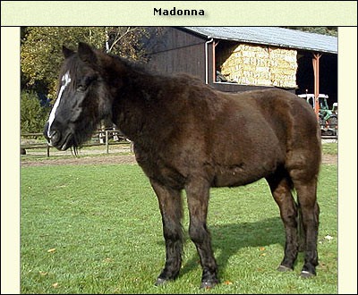 Madonna