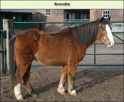 Brendie