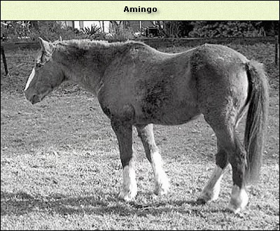 Amingo