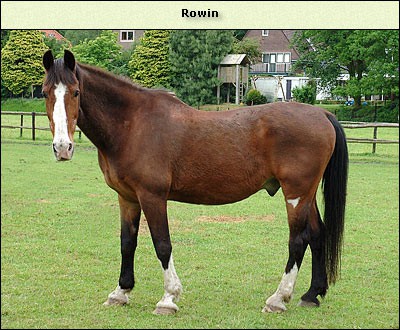 Rowin