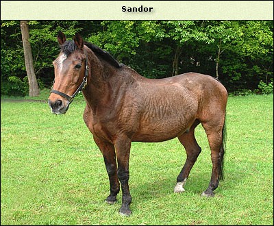 Sandor