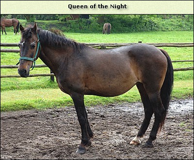 Queen of the Night