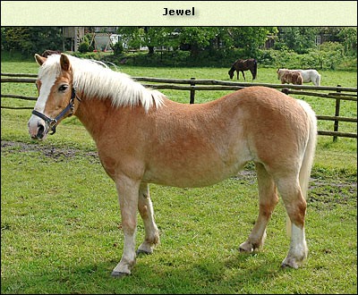 Jewel