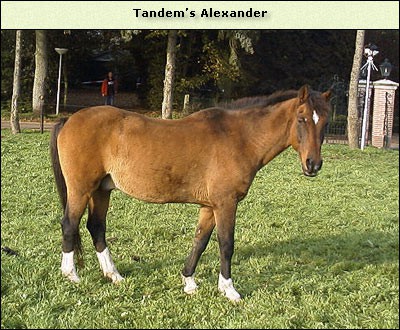 Tandem’s Alexander