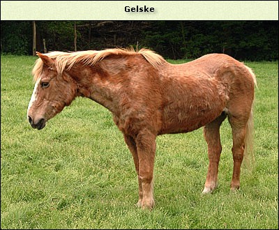 Gelske