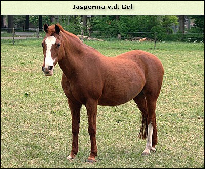 Jasperina v.d. Gel