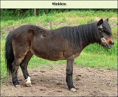 Vlekkie