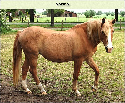 Sarina