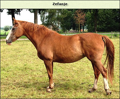 Zefanje