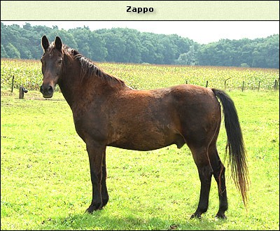 Zappo