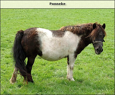 Ponneke