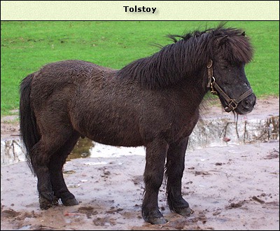 Tolstoy