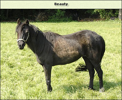 Beauty