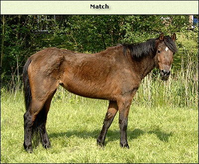 Match