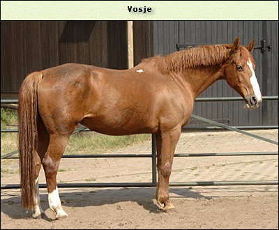 Vosje