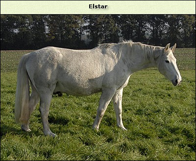Elstar