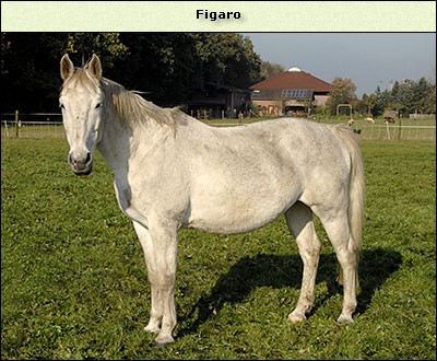 Figaro
