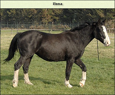 Ilona