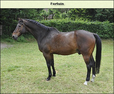 Fortuin