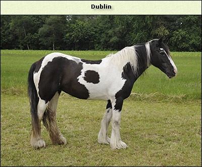 Dublin