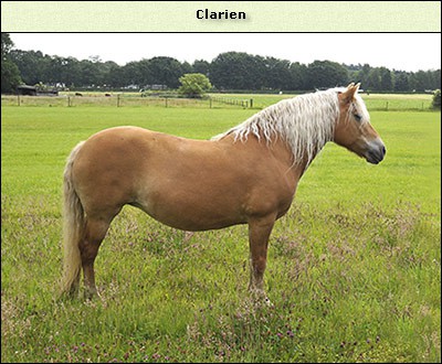 Clarien