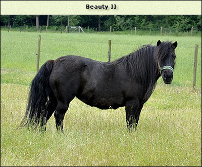 Beauty II
