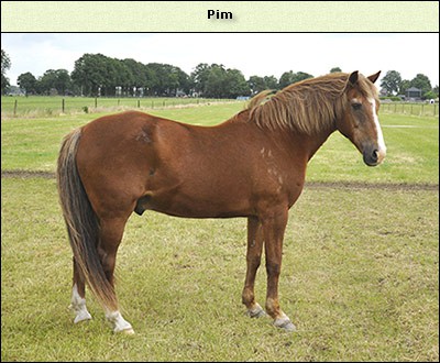 Pim