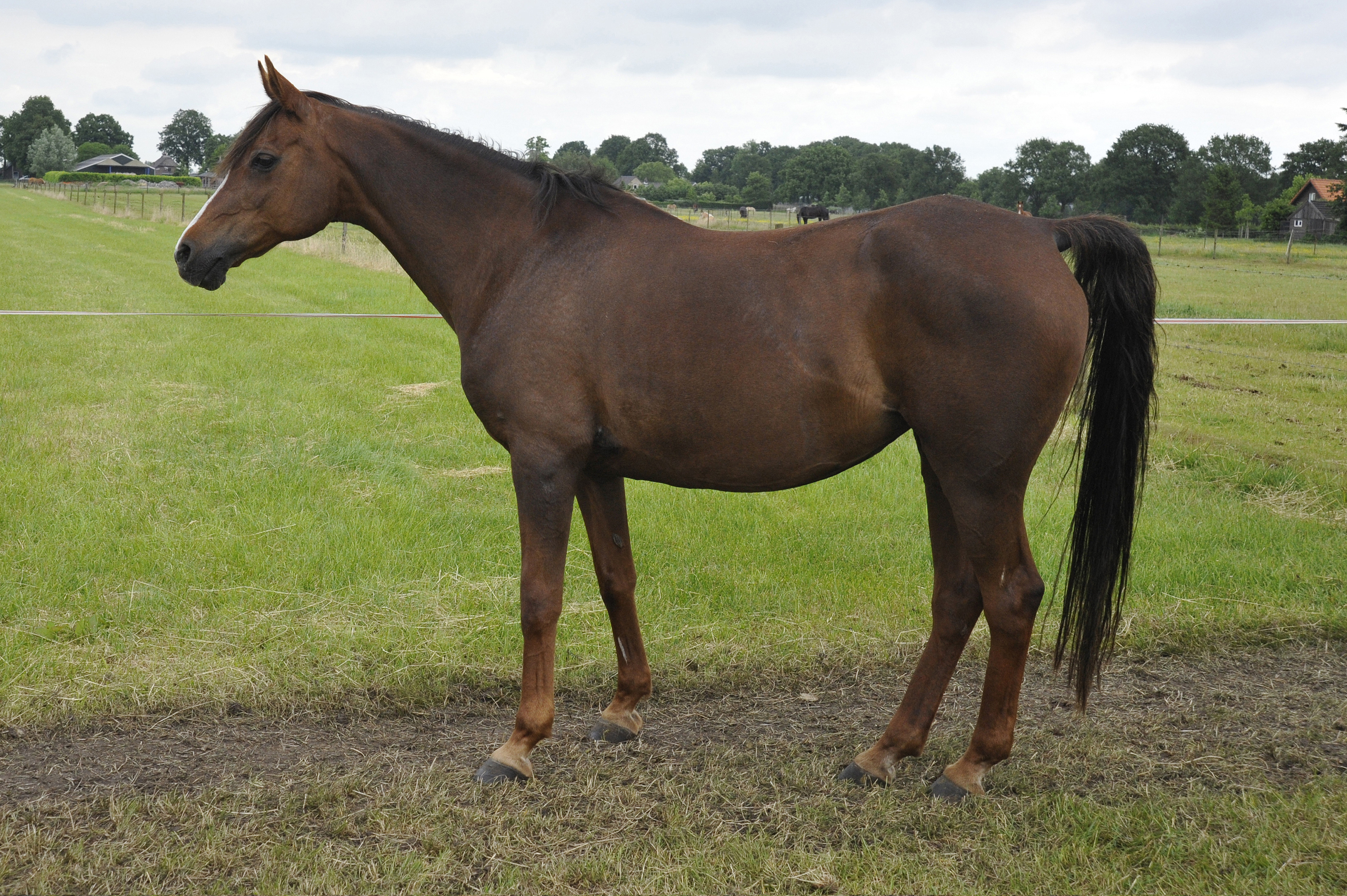 Anouk