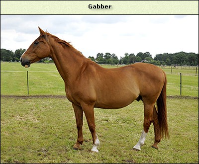 Gabber