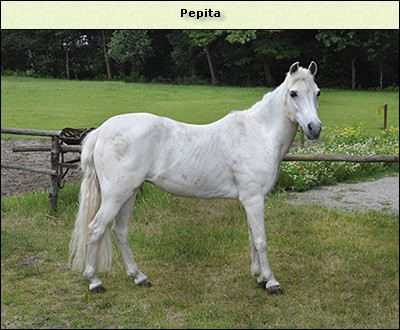 Pepita