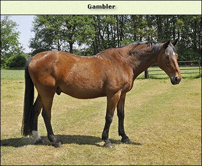 Gambler