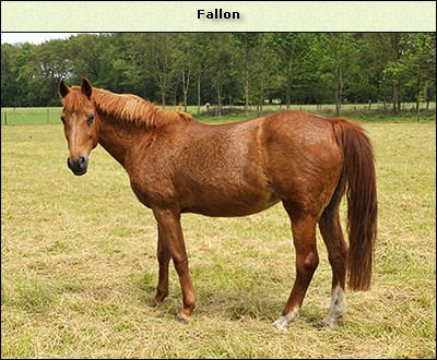 Fallon