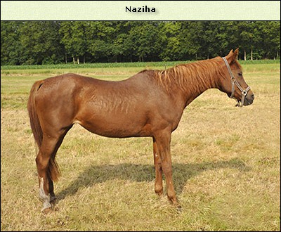 Naziha