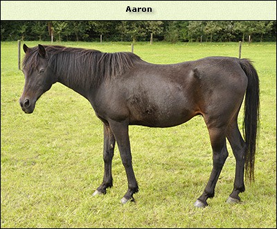 Aaron