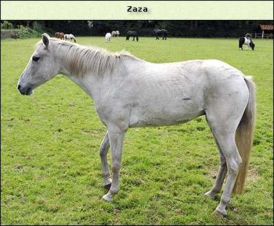 Zaza