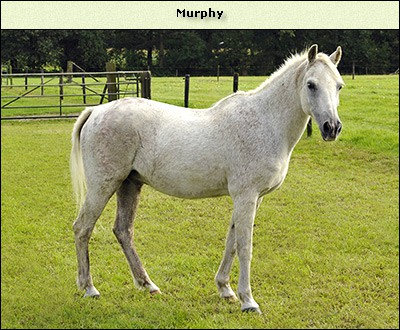 Murphy