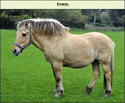 Erwin