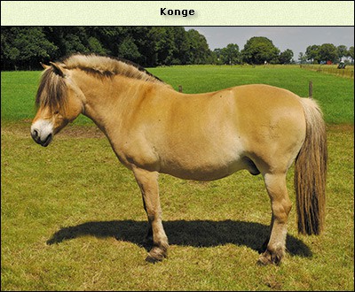 Konge