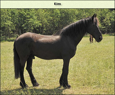 Kim (Willem Amos)