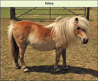 Erica