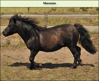 Shennie