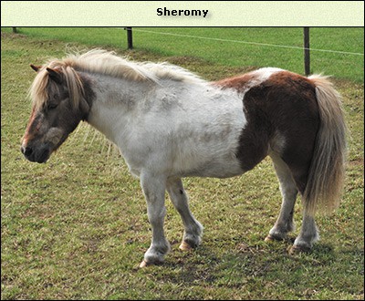 Sheromy