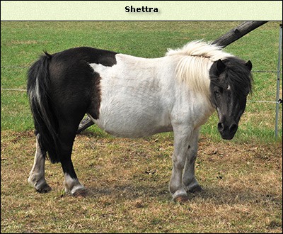 Shettra