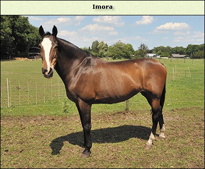 Imora (Kadour)