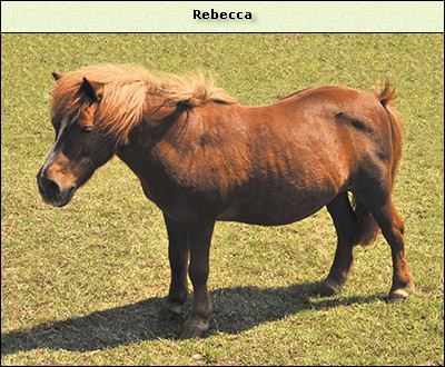 Rebecca