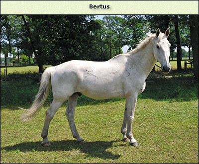 Bertus (Gunter)