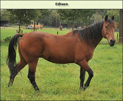 Edison R