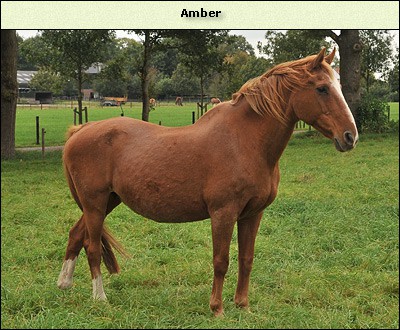 Amber