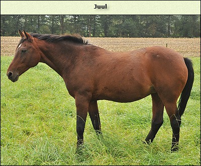 Juul