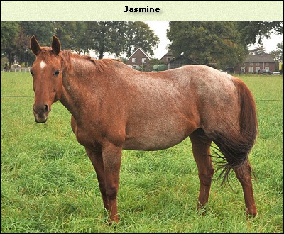 Jasmine